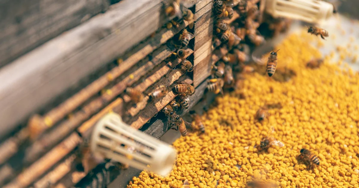 Propolis Natural Wellness Benefits
